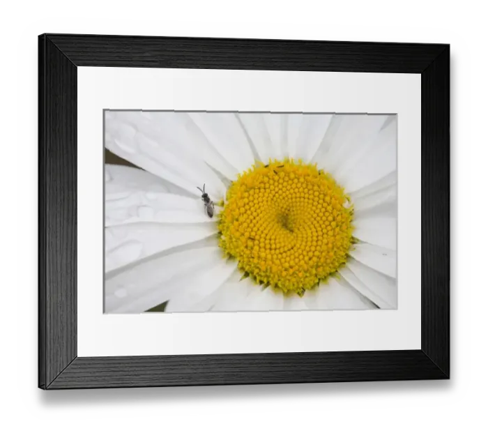 Framed Print : USA, North America, Washington