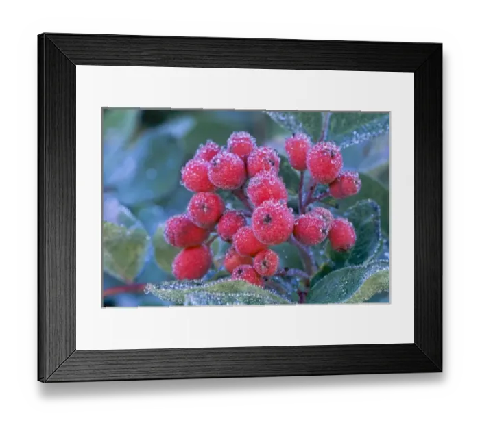 Framed Print : WA, Mt. Rainier National Park, Mountain Ash