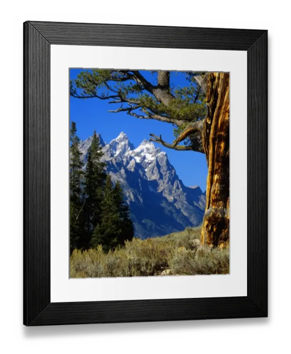 Framed Print : USA Wyoming, Jackson, Grand Teton N. P. Teton Range Cathedral Group framed by Limber Pine Framed Print : USA Wyoming, Jackson, Grand Teton N. P. Teton Range Cathedral Group framed by Limber Pine