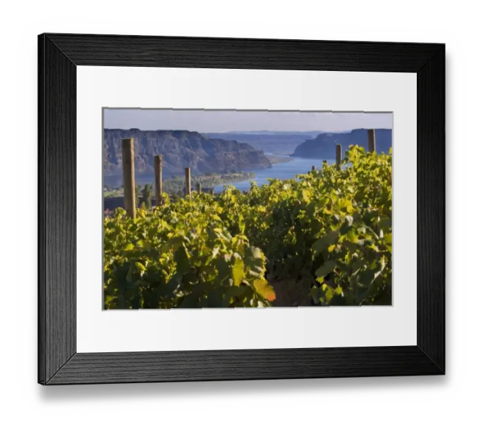 Framed Print : Columbia River seen from White Heron Winery and Vineyards in the Columbia Valley Framed Print : Columbia River seen from White Heron Winery and Vineyards in the Columbia Valley