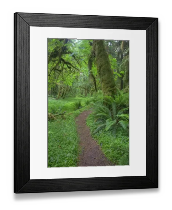 Framed Print : USA, Washington, Olympic National Park, Quinault Rain Forest, Maple Glade trail, ferns