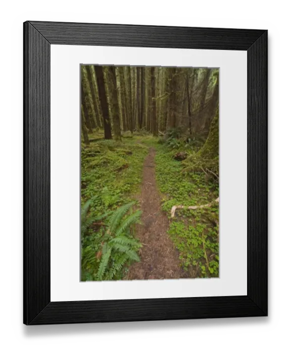 Framed Print : Hiking Trail Through Old-Growth Forest at Big Flat on the South Fork of the Hoh River Framed Print : Hiking Trail Through Old-Growth Forest at Big Flat on the South Fork of the Hoh River
