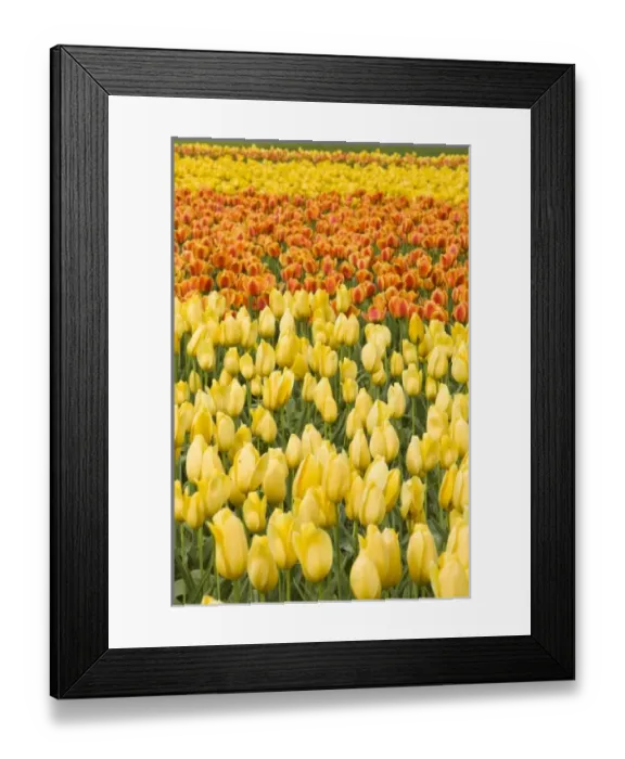 Framed Print : USA, North America, Washington