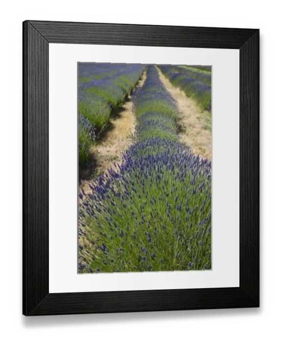 Framed Print : USA, North America, Washington Framed Print : USA, North America, Washington
