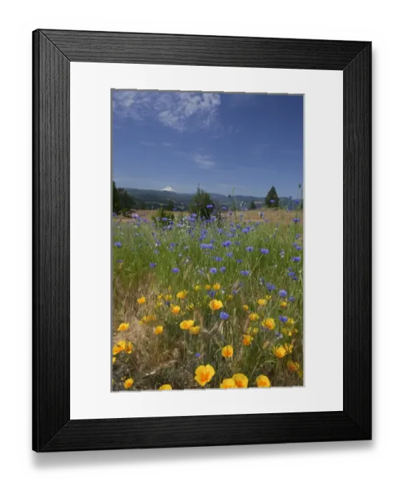 Framed Print : USA, Washington, Columbia River Gorge National Scenic Area, Catherine Creek area