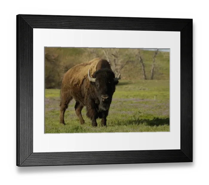 Framed Print : USA, North America, Wyoming Framed Print : USA, North America, Wyoming