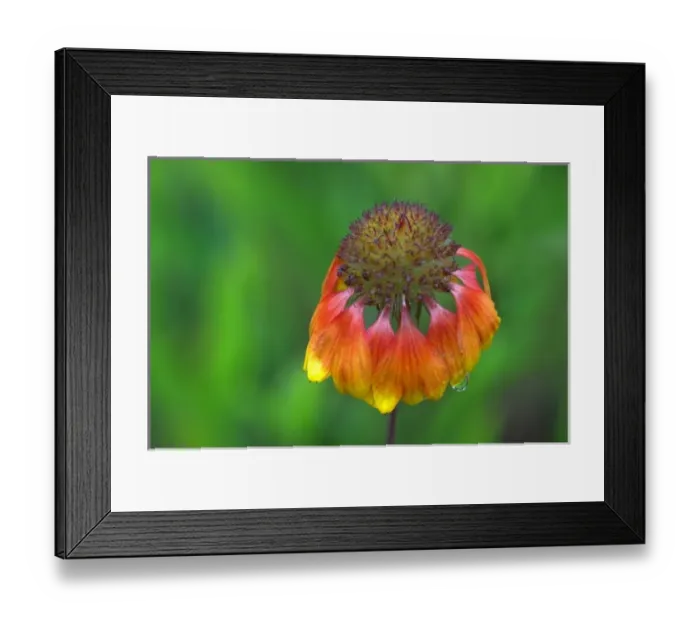 Framed Print : WA, Redmond, Firewheel, Indian Blanket, Gaillardia, Gaillardia pulchella, sunflower Framed Print : WA, Redmond, Firewheel, Indian Blanket, Gaillardia, Gaillardia pulchella, sunflower