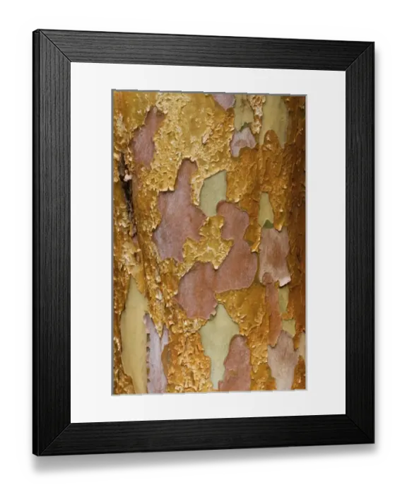 Framed Print : Washington Arboretum, Seattle Washington tree bark of Stewartia monadelpha a relative Framed Print : Washington Arboretum, Seattle Washington tree bark of Stewartia monadelpha a relative
