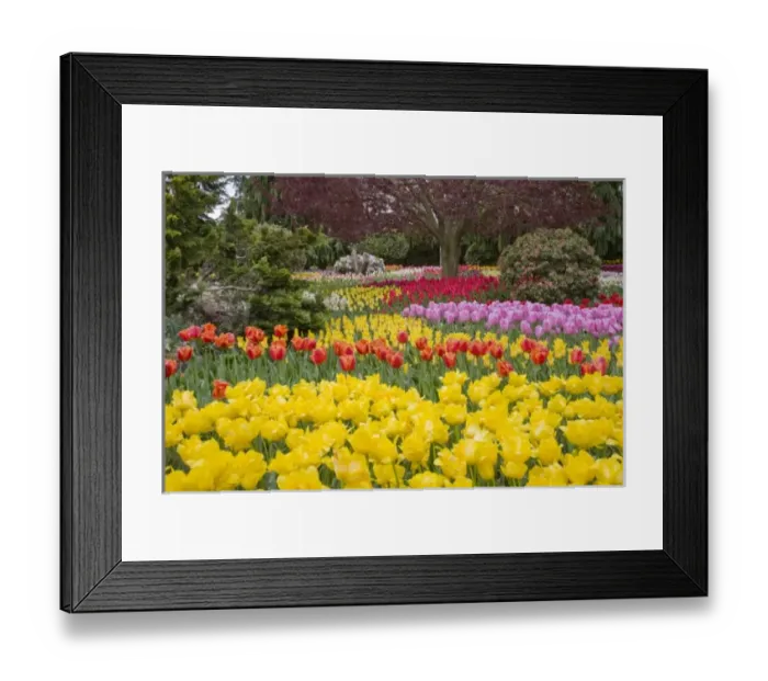 Framed Print : Unknown. WA, Skagit Valley, Roozengaarde Tulip Garden, Colorful tulips