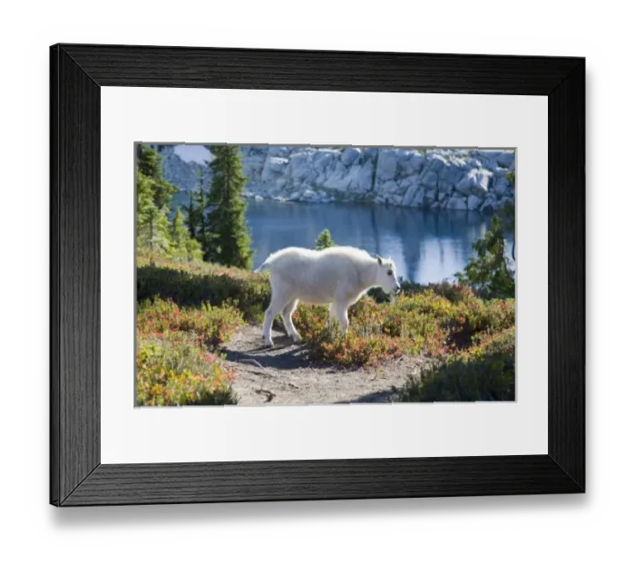 Framed Print : WA, Alpine Lakes Wilderness, Mountain Goat (Oreamnos americanus), Young kid goat Framed Print : WA, Alpine Lakes Wilderness, Mountain Goat (Oreamnos americanus), Young kid goat