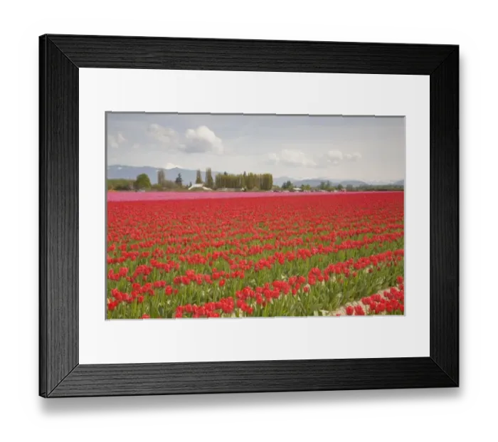 Framed Print : WA, Skagit Valley, Tulip Field in full bloom Framed Print : WA, Skagit Valley, Tulip Field in full bloom