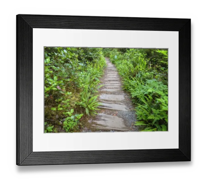Framed Print : USA, Washington, Olympic National Park, Cape Alava trail, cedar boardwalk