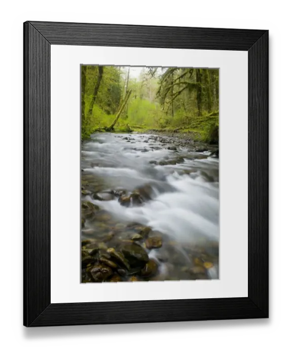 Framed Print : NA, USA, Washington, Olympic National Park, Hoh Rainforest, Spring Stream and fresh green Framed Print : NA, USA, Washington, Olympic National Park, Hoh Rainforest, Spring Stream and fresh green