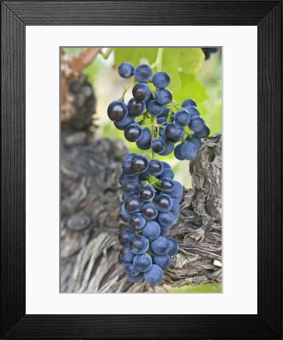 Framed Print : USA, WA, Yakima Valley, Syrah Grapes (Selective Focus)