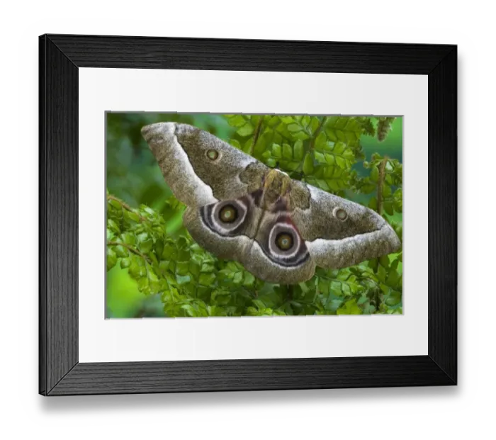 Framed Print : Silk Moth Gonimbrasia zambesina photographed in Sammamish, Washington Framed Print : Silk Moth Gonimbrasia zambesina photographed in Sammamish, Washington