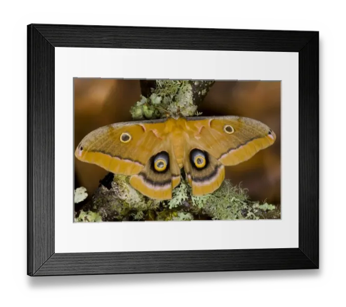 Framed Print : USA, North America, Washington Framed Print : USA, North America, Washington