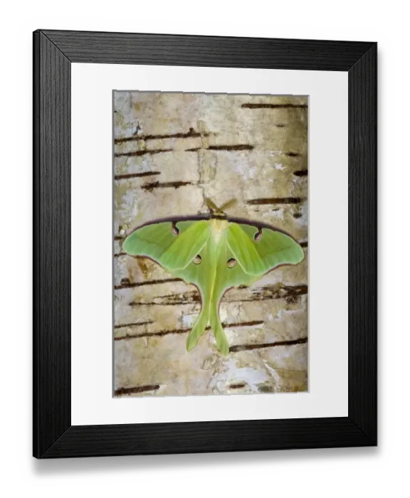 Framed Print : USA, North America, Washington Framed Print : USA, North America, Washington