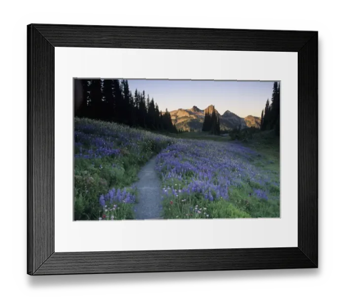 Framed Print : WA, Mt. Rainier NP, Tatoosh Range with trail and lupine meadow on Mazama Ridge Framed Print : WA, Mt. Rainier NP, Tatoosh Range with trail and lupine meadow on Mazama Ridge