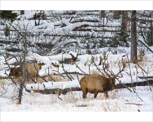 Bull elk feeding in winter in Yellowstone National Park