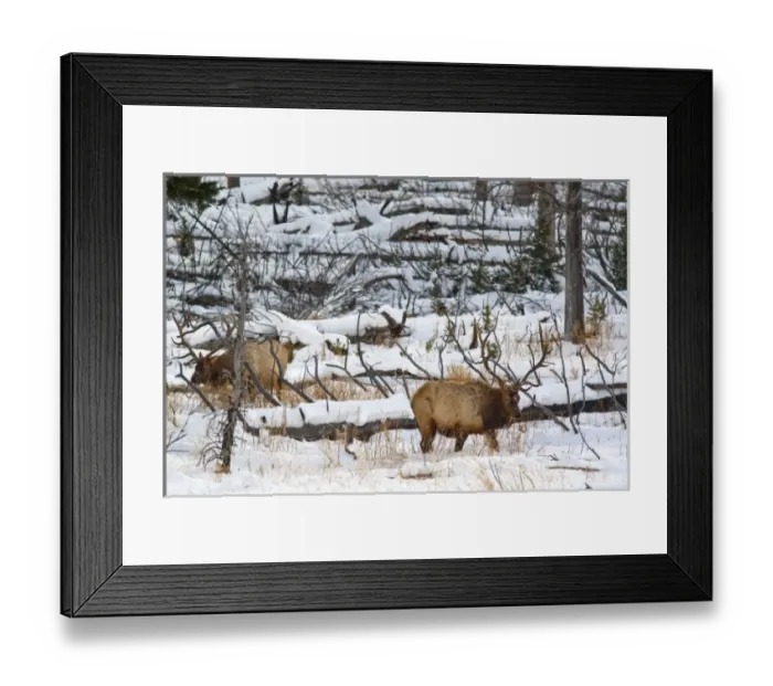 Framed Print : Bull elk feeding in winter in Yellowstone National Park Framed Print : Bull elk feeding in winter in Yellowstone National Park
