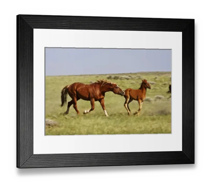 Framed Print : Unknown. Feral Horse (Equus caballus) mare and colt running with herd in the high
