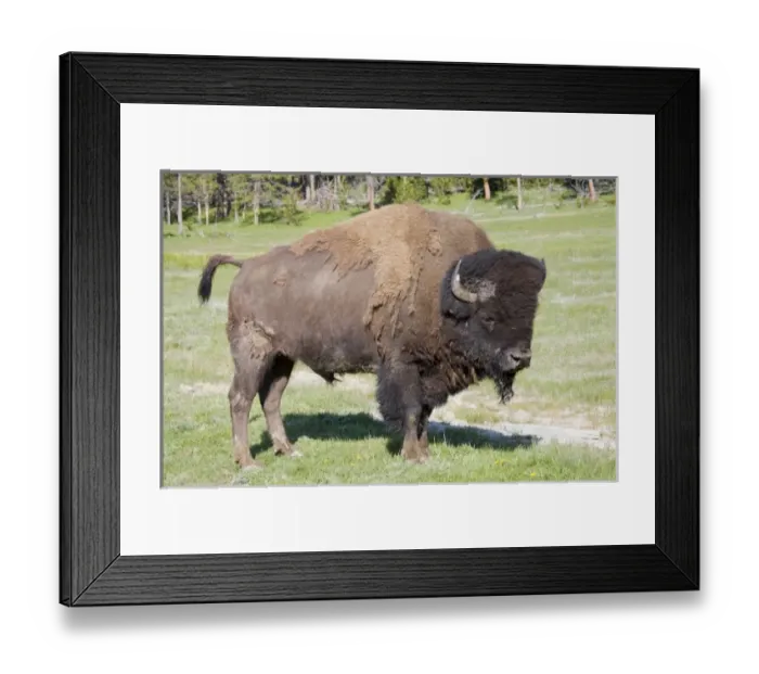 Framed Print : USA, North America, Wyoming Framed Print : USA, North America, Wyoming