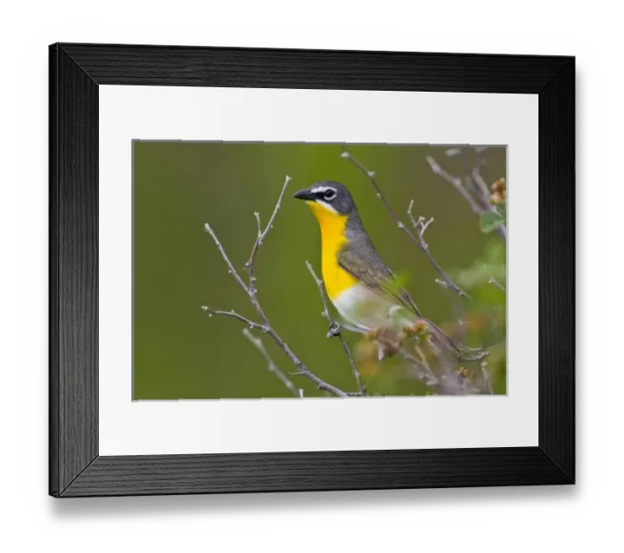 Framed Print : USA, North America, Wyoming Framed Print : USA, North America, Wyoming