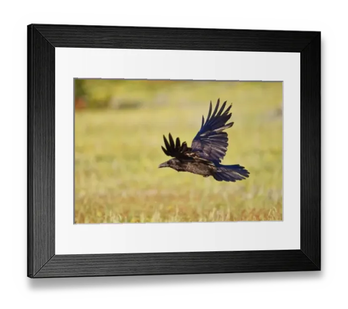 Framed Print : USA, North America, Wyoming Framed Print : USA, North America, Wyoming
