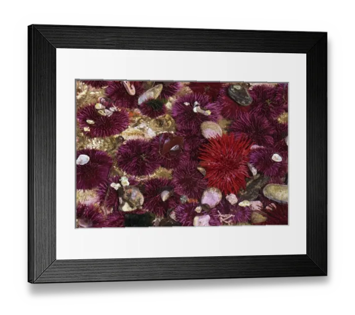 Framed Print : WA, Salt Creek RA, Red and Purple Sea Urchins (Strongylocentrotus franciscanus Framed Print : WA, Salt Creek RA, Red and Purple Sea Urchins (Strongylocentrotus franciscanus