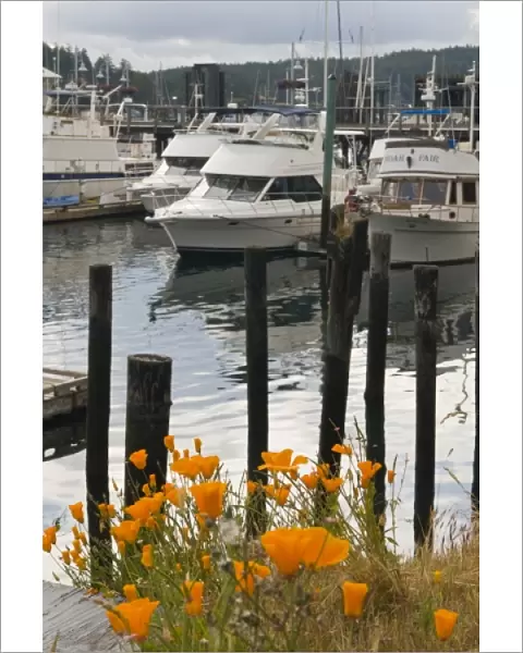 USA, WA, San Juan Islands. Blooming California Poppies in Friday Harbor