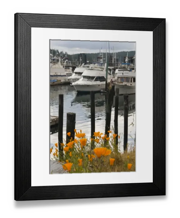 Framed Print : USA, WA, San Juan Islands. Blooming California Poppies in Friday Harbor Framed Print : USA, WA, San Juan Islands. Blooming California Poppies in Friday Harbor