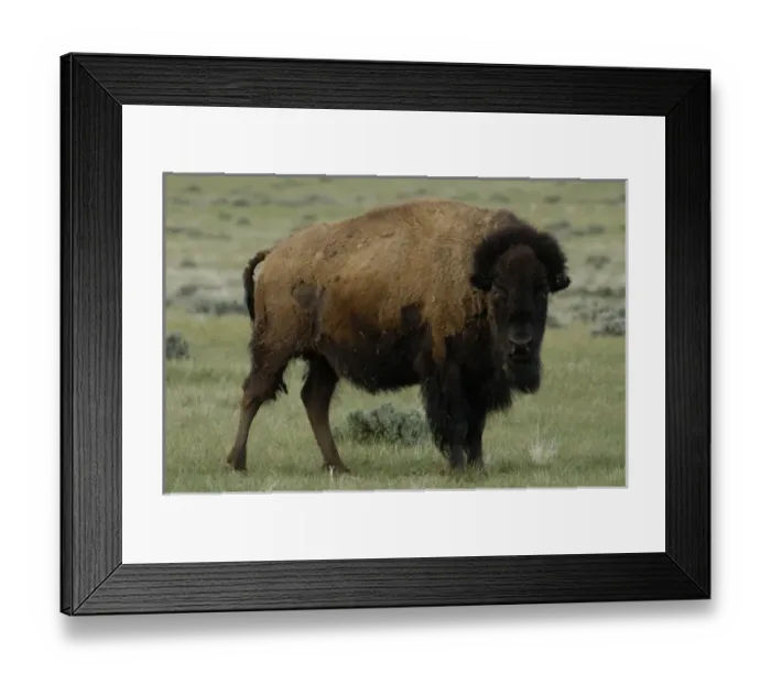 Framed Print : USA, North America, Wyoming Framed Print : USA, North America, Wyoming