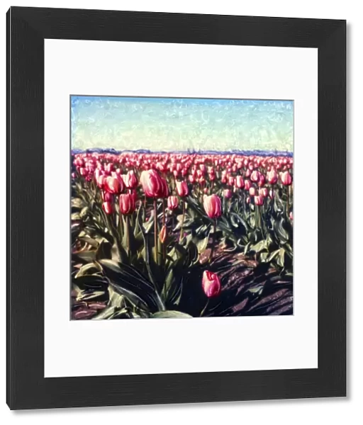 USA, Washington, Skagit Valley. Pink tulip field. Polaroid SX70 Manipulation