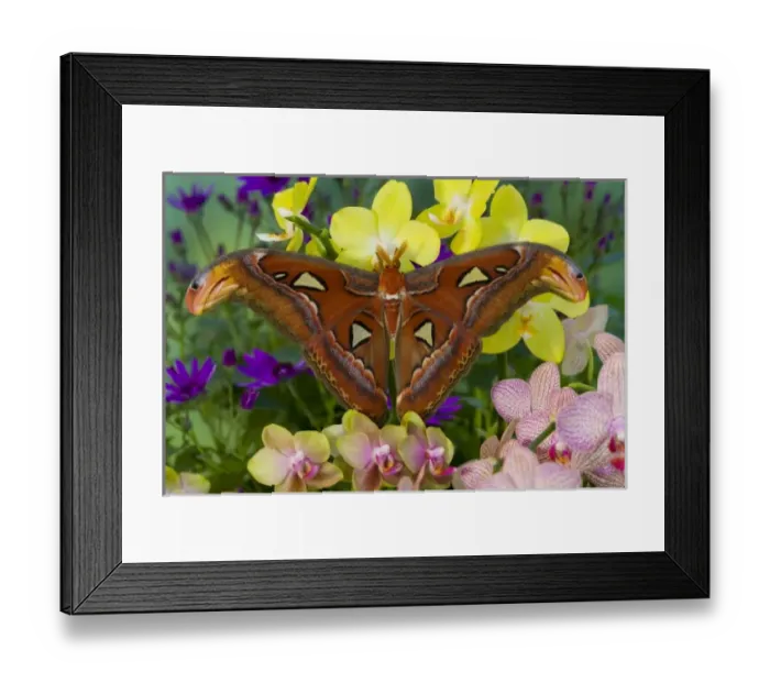 Framed Print : Unknown. Sammamish, Washington Atlas Moth the largest in the world