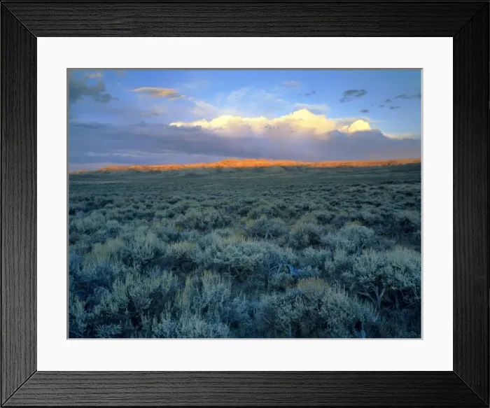 Framed Print : Wyoming, USA. Big sagebrush (Artemesia tridentata) at head of Jack Morrow Creek drainage