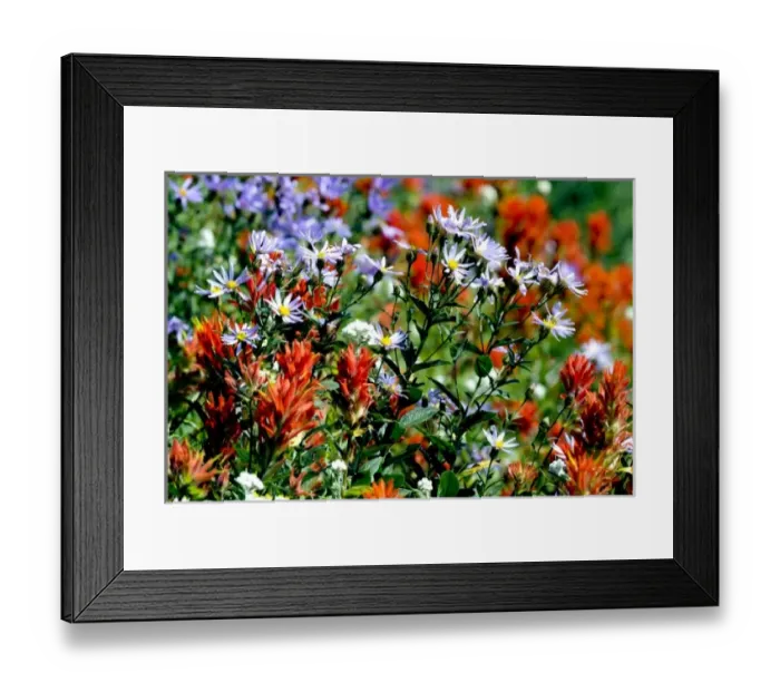 Framed Print : USA, Washington, Mt. Rainier National Park