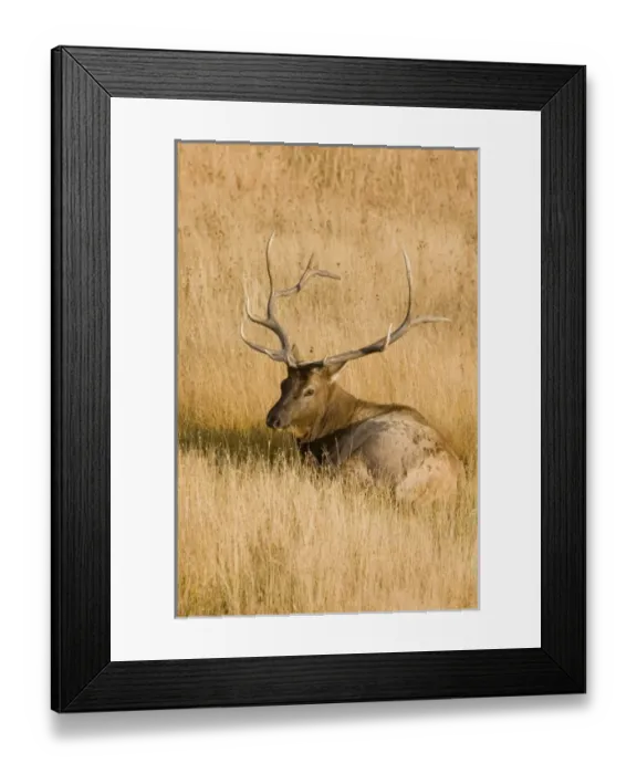Framed Print : USA, North America, Wyoming