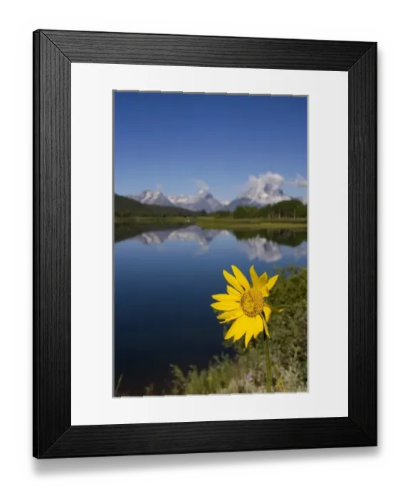 Framed Print : Teton National Park along the Snake River, Wyoming. Yellow balsam root flower in foreground Framed Print : Teton National Park along the Snake River, Wyoming. Yellow balsam root flower in foreground