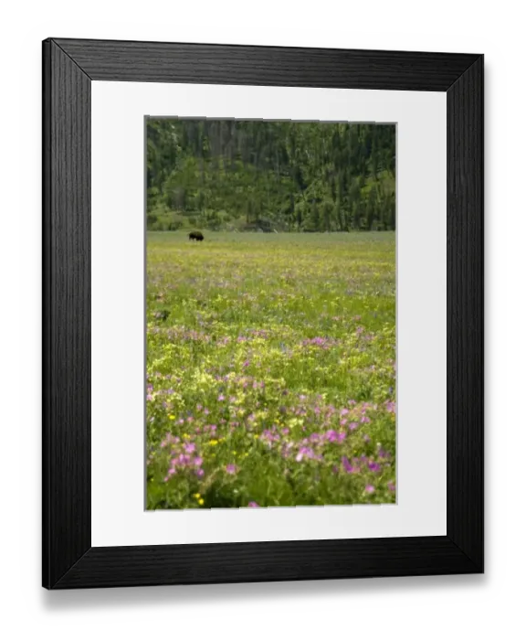 Framed Print : USA, North America, Wyoming Framed Print : USA, North America, Wyoming