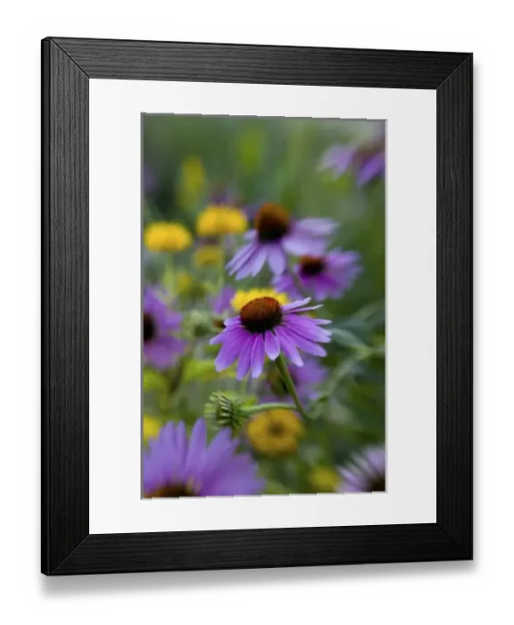 Framed Print : NA, USA, Washington State, Seattle, Backyard Garden in Full Bloom, Selective Focus Image Framed Print : NA, USA, Washington State, Seattle, Backyard Garden in Full Bloom, Selective Focus Image