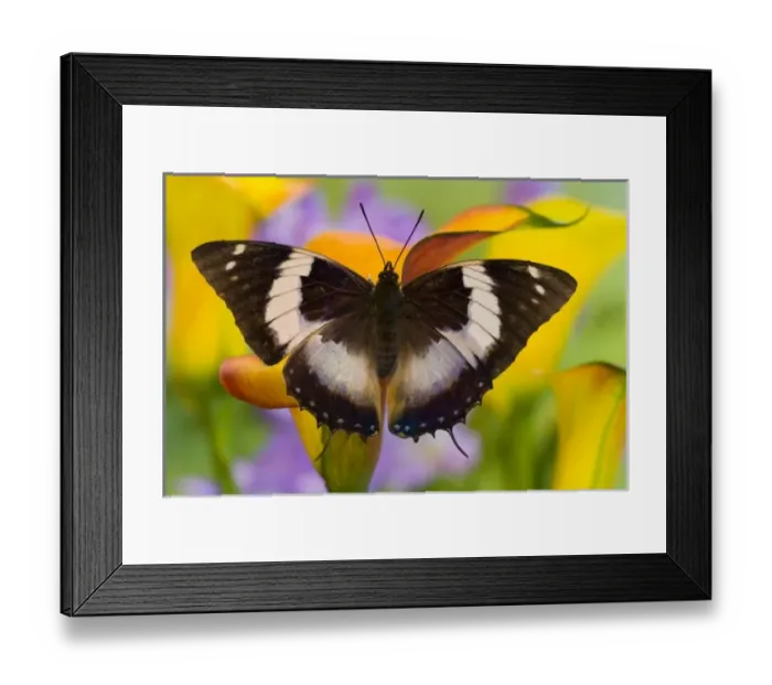 Framed Print : Unknown. Sammamish Washington Tropical Butterflies photograph of female