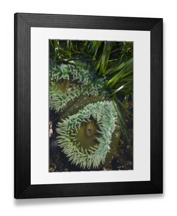 Framed Print : Salt Creek Recreation Area, Clallam County Park, Tongue Point Marine Sanctuary. Giant Framed Print : Salt Creek Recreation Area, Clallam County Park, Tongue Point Marine Sanctuary. Giant