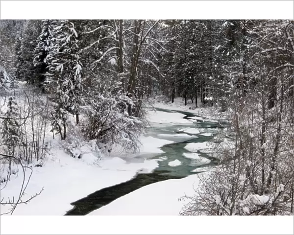 Winter Stream winding through Forest, Methow Valley, Washington
