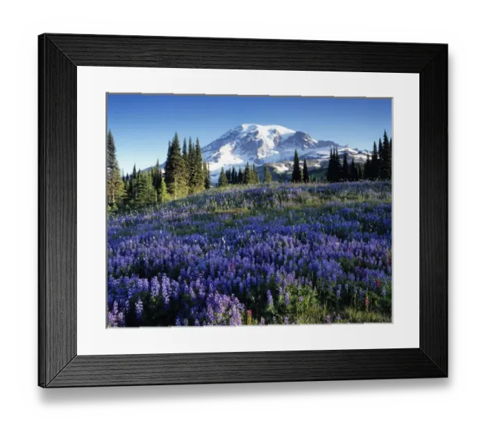 Framed Print : Mount Rainier. view from Mazama Ridge. Mount Rainier National Park, WA Framed Print : Mount Rainier. view from Mazama Ridge. Mount Rainier National Park, WA
