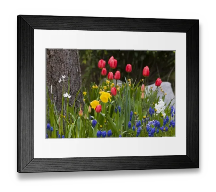 Framed Print : Bright spring garden creates elegant natural bouquet Framed Print : Bright spring garden creates elegant natural bouquet