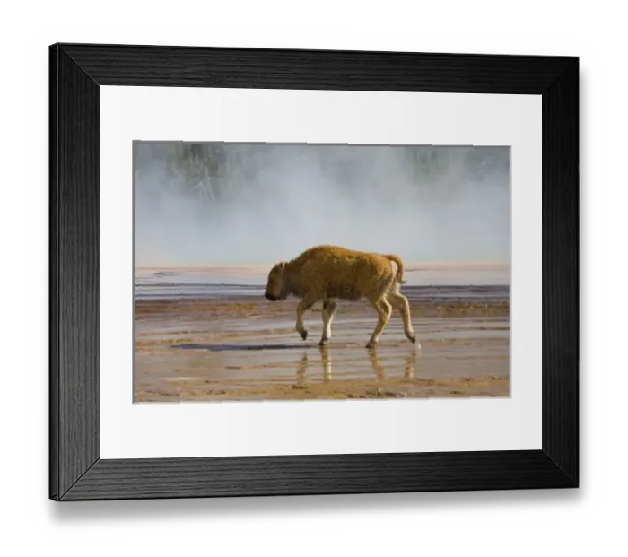 Framed Print : USA, North America, Wyoming