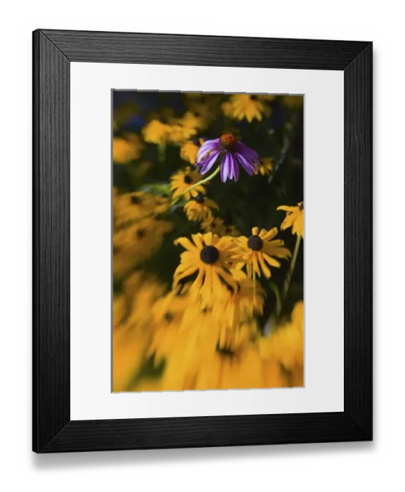 Framed Print : USA, North America, Washington