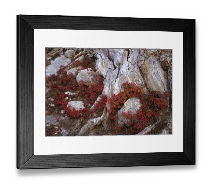 Framed Print : WA, Alpine Lakes Wilderness, Enchantment Lakes, Huckleberry leaves and larch tree roots