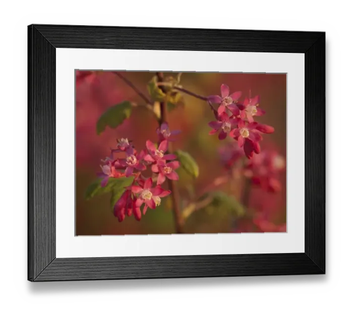 Framed Print : Red-flowering currant on shore of Puget Sound, Fort Worden State Park, Port Townsend, WA Framed Print : Red-flowering currant on shore of Puget Sound, Fort Worden State Park, Port Townsend, WA