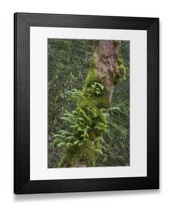 Framed Print : USA, North America, Washington Framed Print : USA, North America, Washington